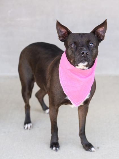 Enlarge Rosie, a Adoptable mixed breed in Longmont, CO image 2/3