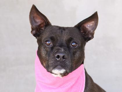 Enlarge Rosie, a Adoptable mixed breed in Longmont, CO image 3/3