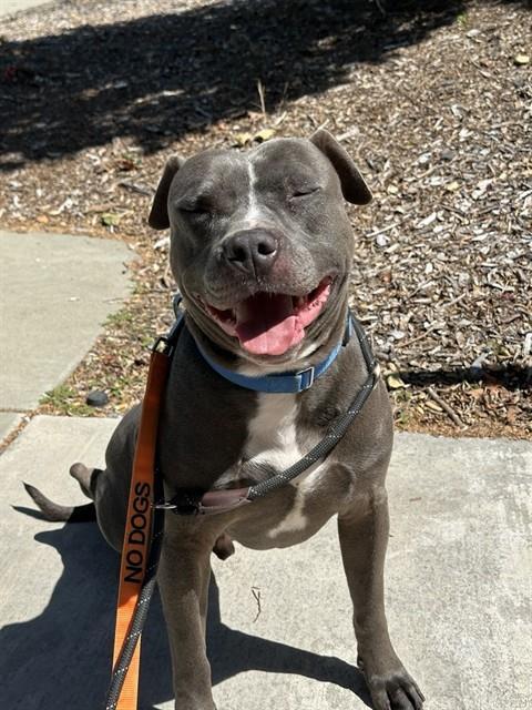 GROVER, Adoptable, Adult Male Pit Bull Terrier.