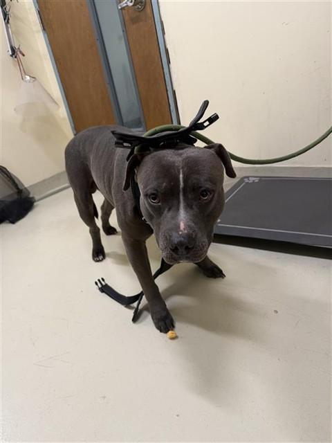 LINCOLN, Adoptable, Adult Male Pit Bull Terrier.