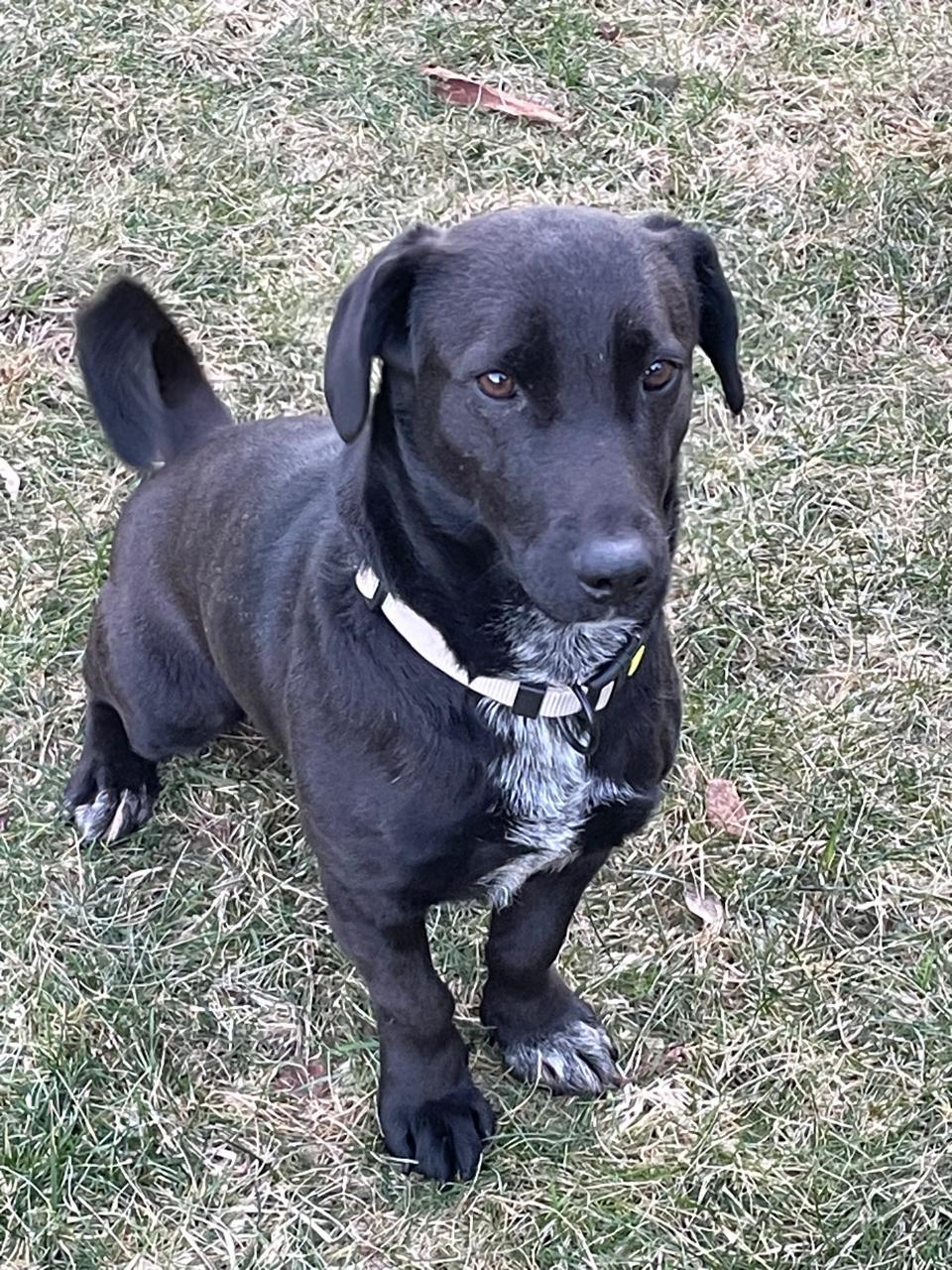 Dora, Adoptable, Young Female Black Labrador Retriever & Dachshund.
