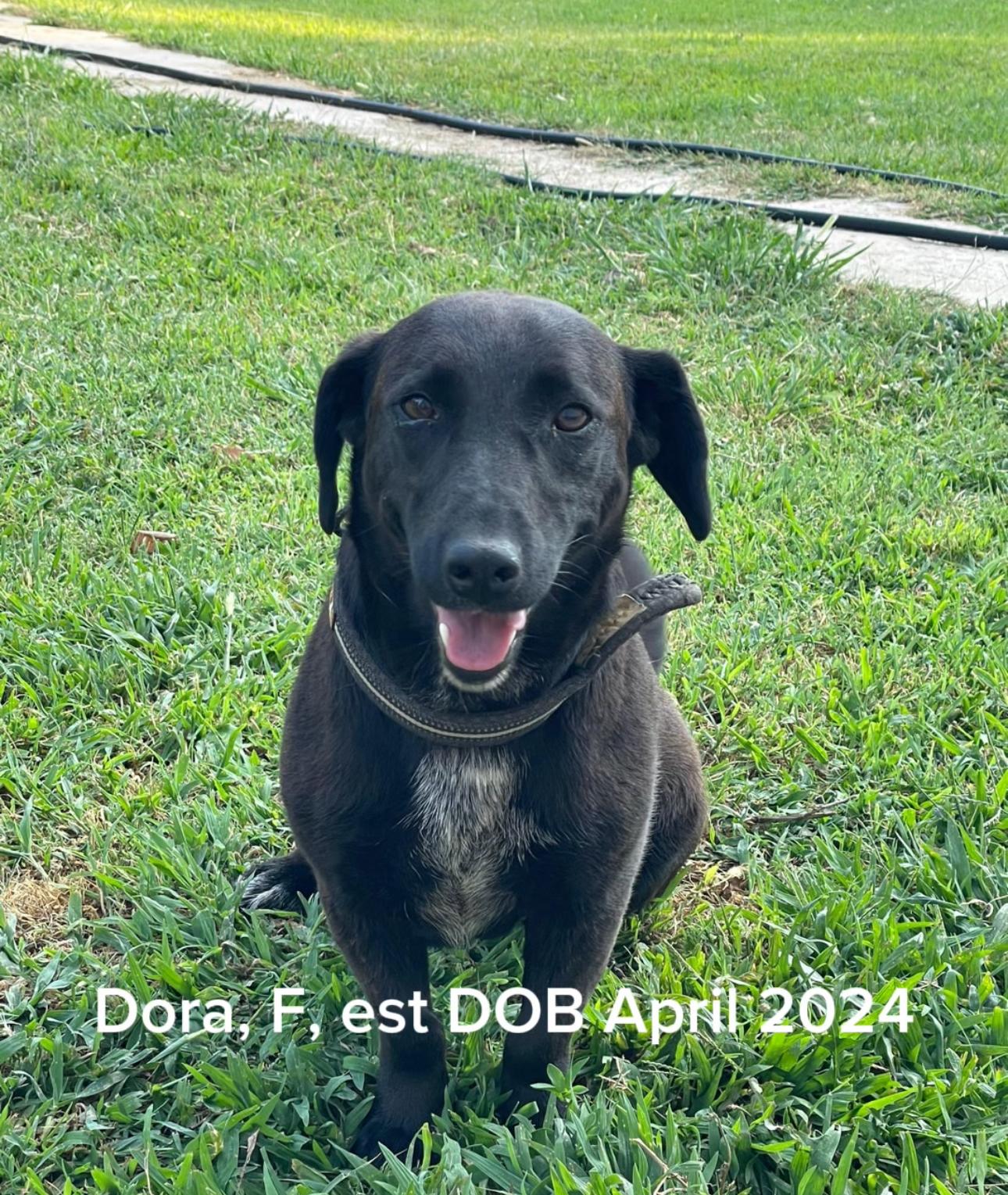 Enlarge Dora, a Adoptable mixed breed in Shrewsbury, MA image 1/1