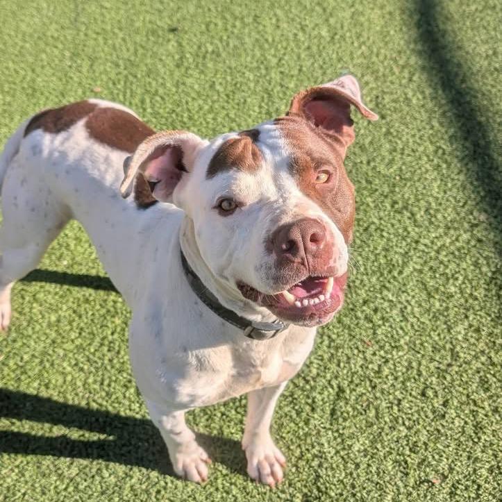 Apollo, Adoptable, Adult Male Terrier.