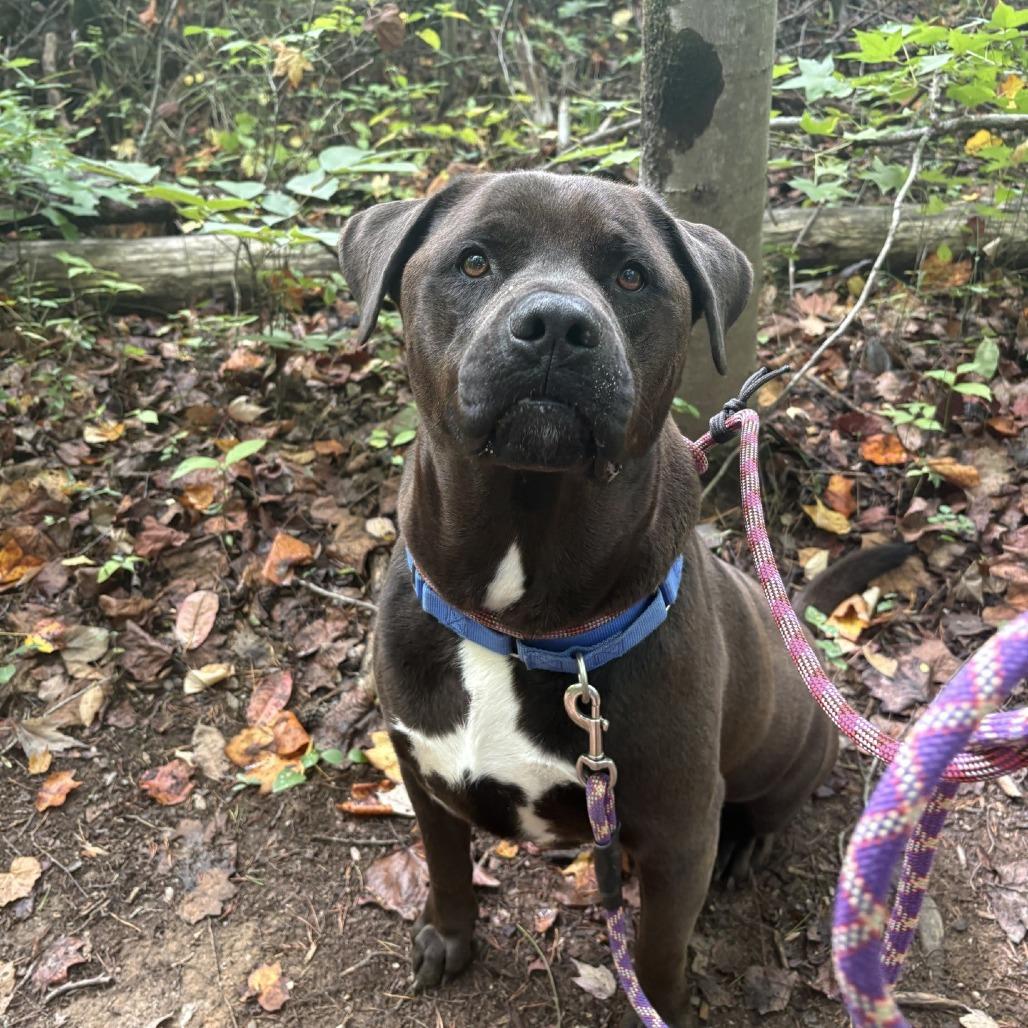 Bear, Adoptable, Adult Male Rottweiler & Pit Bull Terrier.