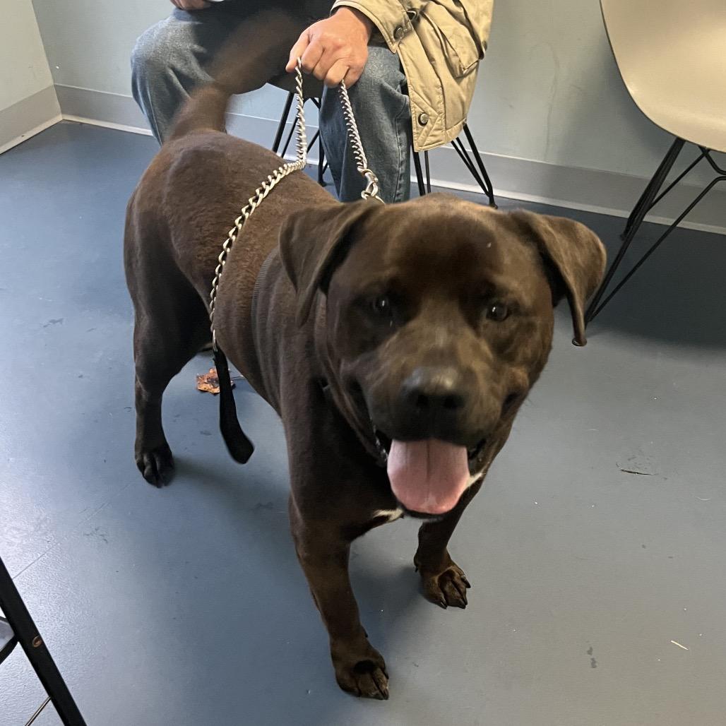 Bear, Adoptable, Adult Male Rottweiler & Pit Bull Terrier.