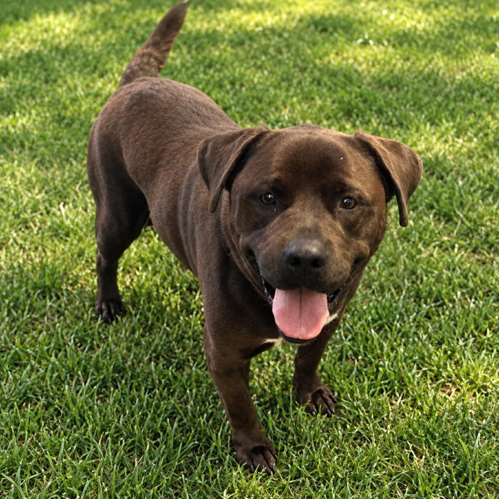Enlarge Bear, a Adoptable mixed breed in Greensboro, NC image 2/2