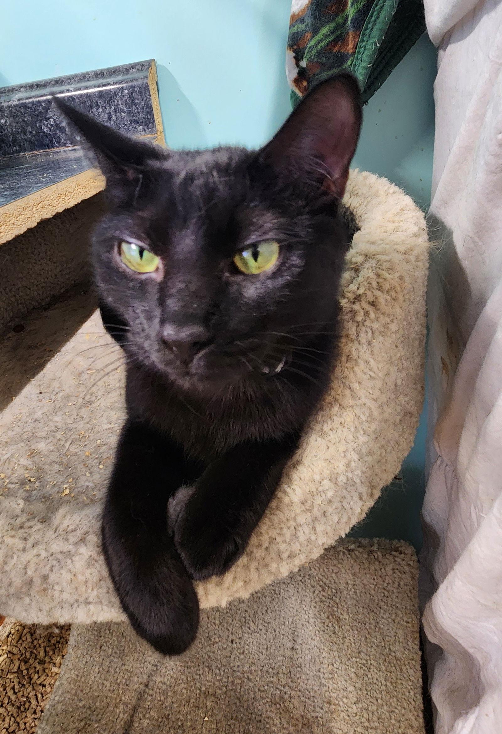 Brooklyn, Adoptable, Young Female Domestic Short Hair.