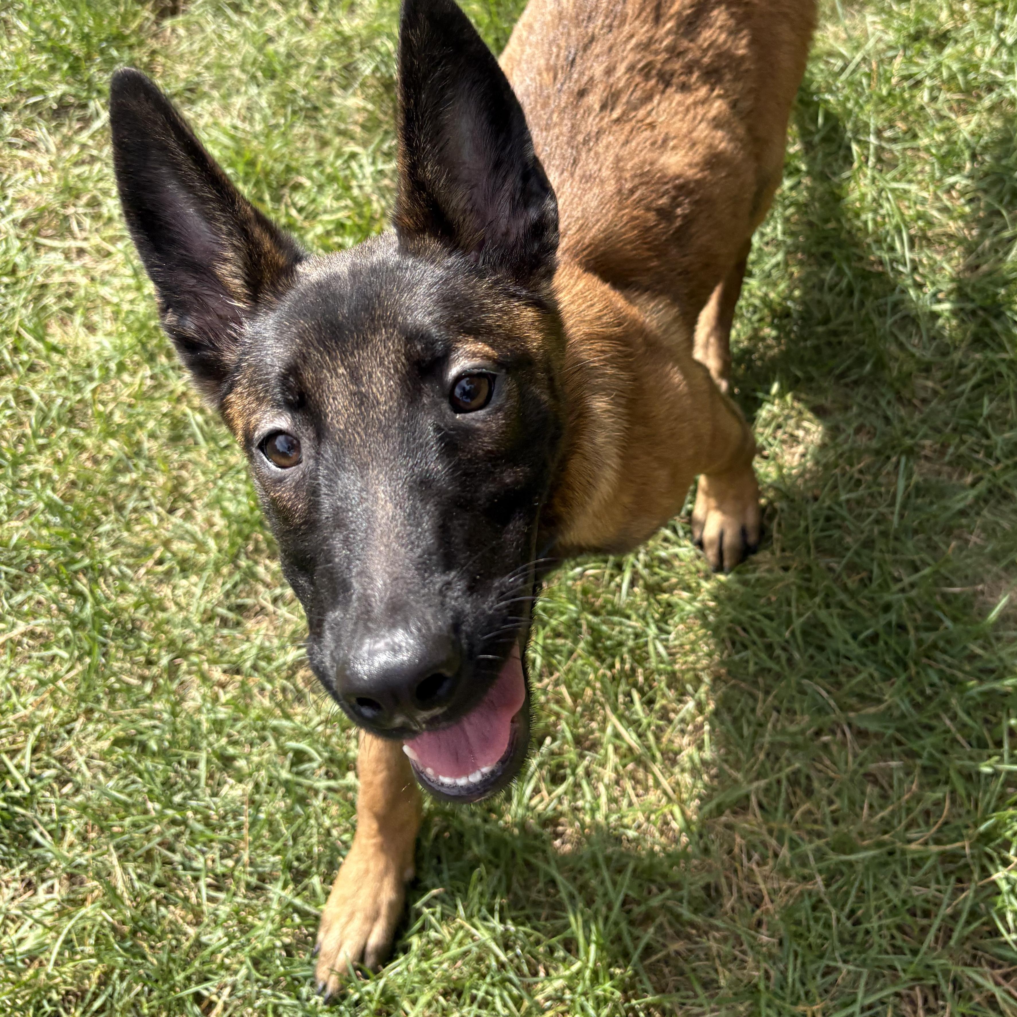 Enlarge Kenzie, a Adoptable Belgian Shepherd / Malinois in Boston, MA image 1/2
