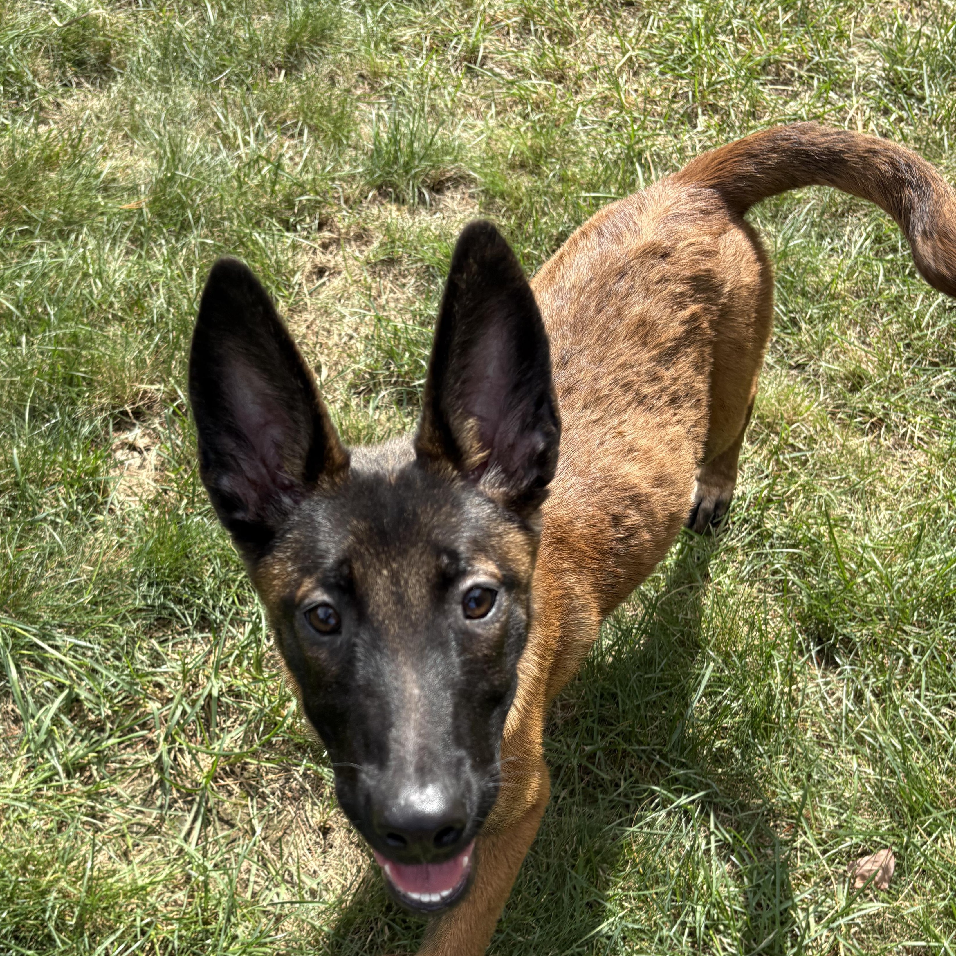 Enlarge Kenzie, a Adoptable Belgian Shepherd / Malinois in Boston, MA image 2/2