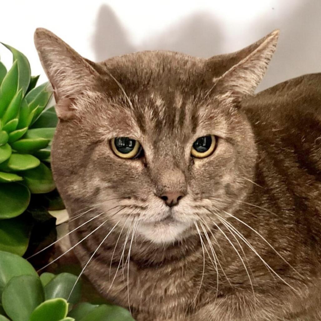 Albert, a Adoptable Domestic Short Hair in Hemet, CA image 1/3