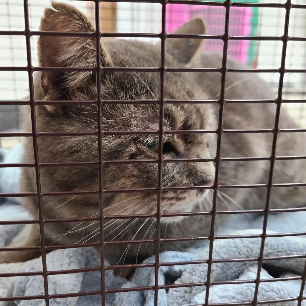 Albert, a Adoptable Domestic Short Hair in Hemet, CA image 2/3