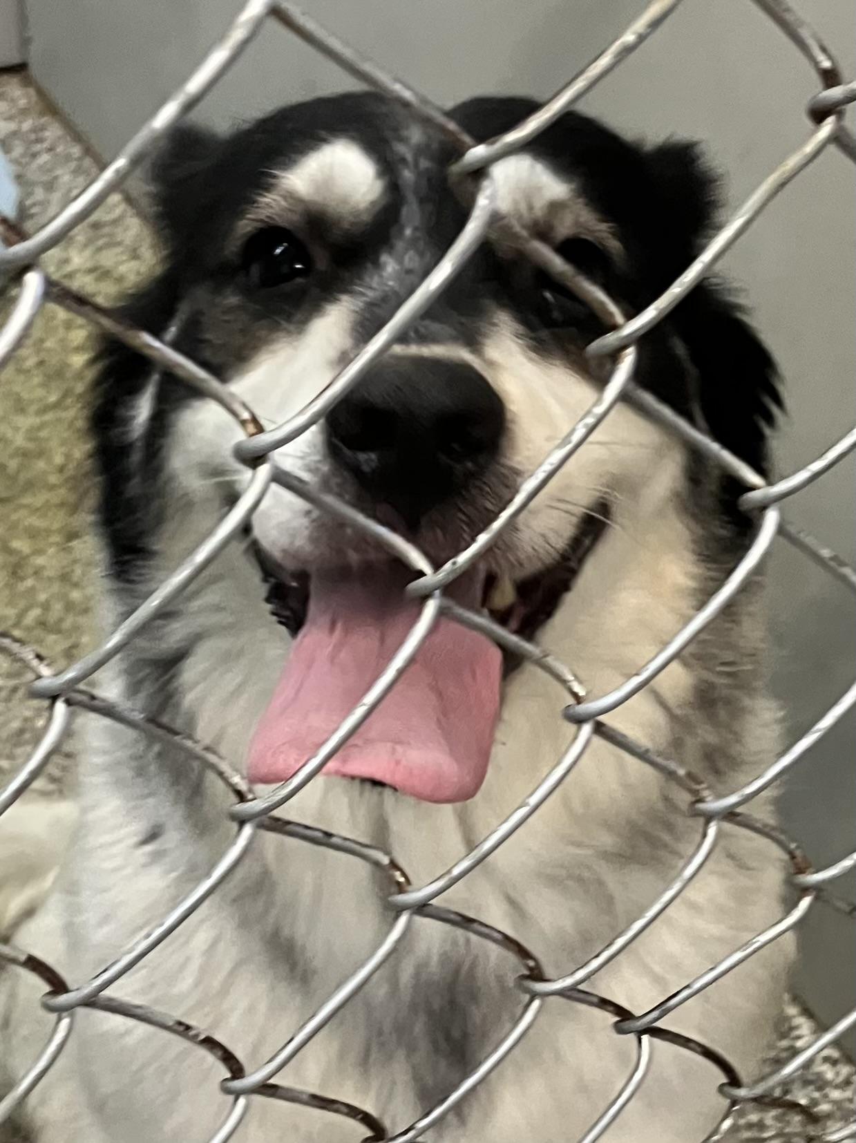 Enlarge Lucy 2, a Adoptable mixed breed in Parma, OH image 2/3