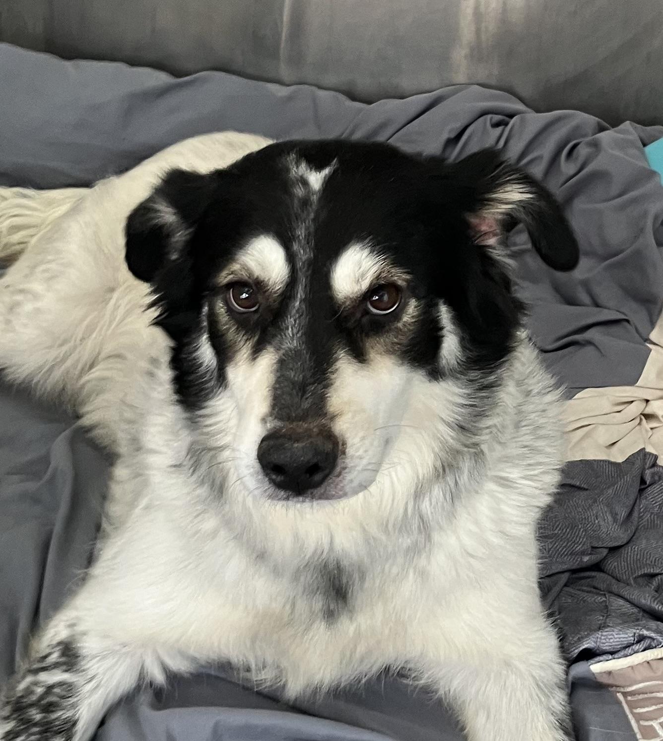 Enlarge Lucy 2, a Adoptable mixed breed in Parma, OH image 1/3