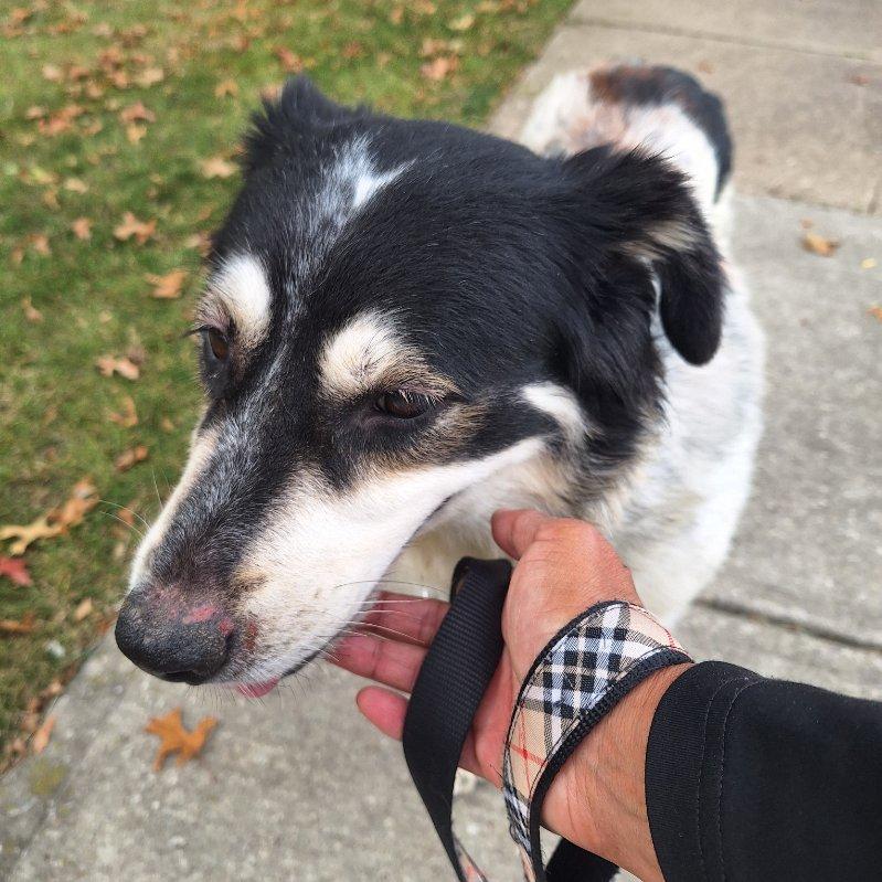 Enlarge Lucy 2, a Adoptable mixed breed in Parma, OH image 3/3