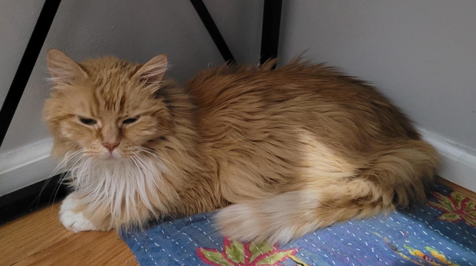 Mr. Fluff, a ADOPTABLE Domestic Long Hair in Washington Grove, MD image 2/6