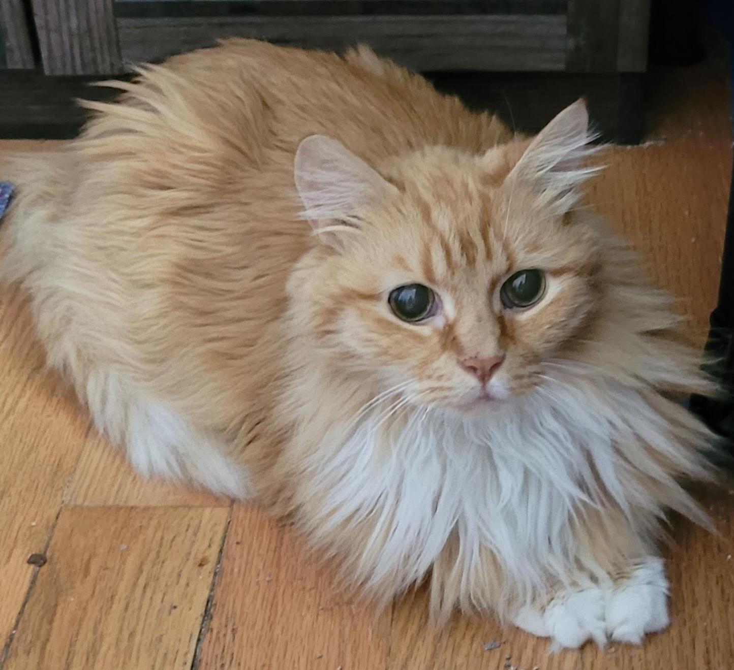 Mr. Fluff, a ADOPTABLE Domestic Long Hair in Washington Grove, MD image 3/6
