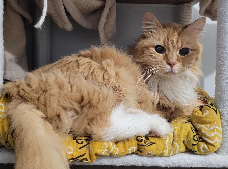 Mr. Fluff, a ADOPTABLE Domestic Long Hair in Washington Grove, MD image 6/6