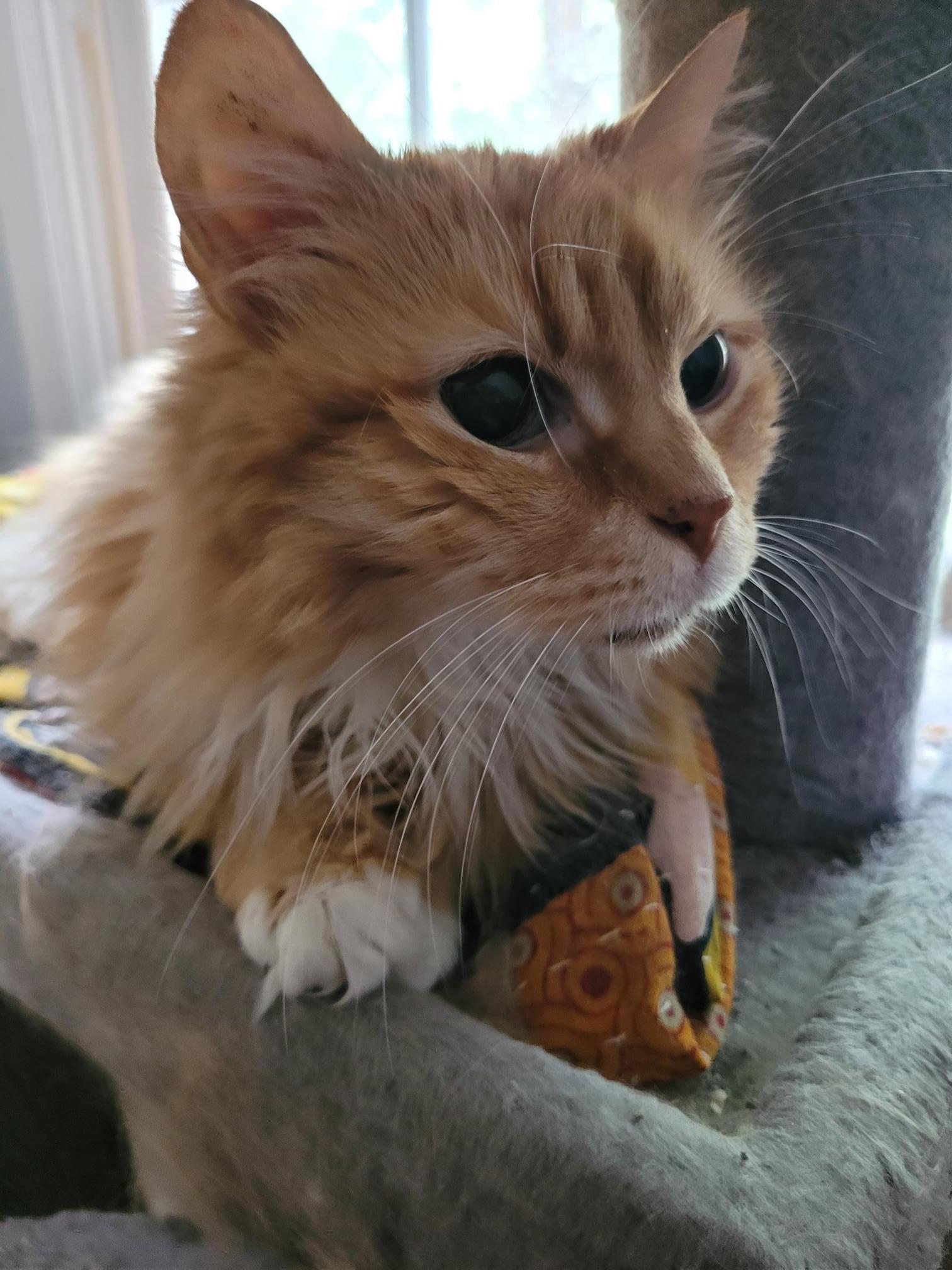 Mr. Fluff, ADOPTABLE, Senior Male Domestic Long Hair.