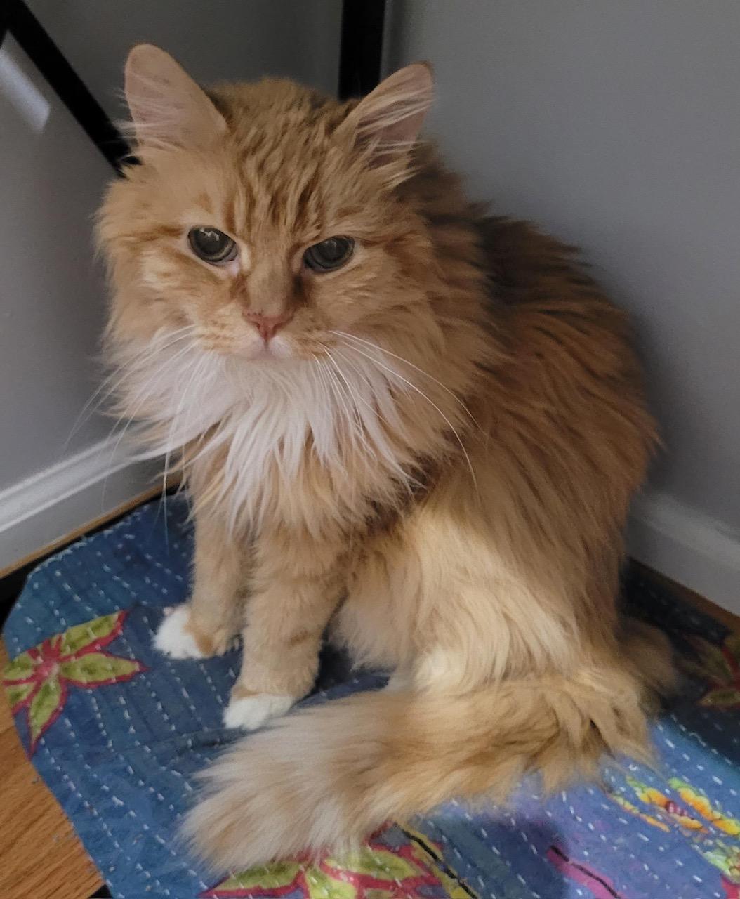 Mr. Fluff, a ADOPTABLE Domestic Long Hair in Washington Grove, MD image 5/6
