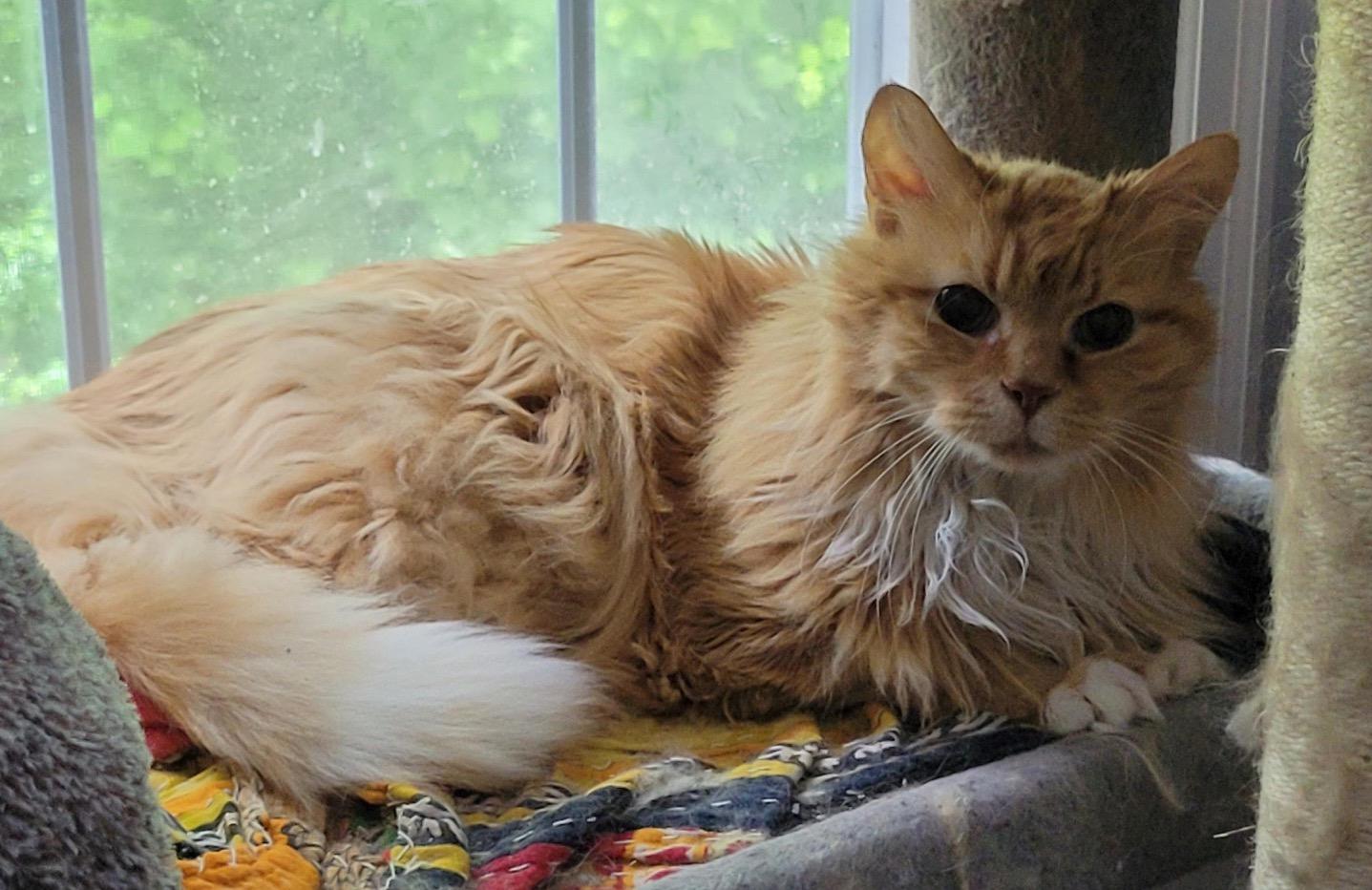 Mr. Fluff, a ADOPTABLE Domestic Long Hair in Washington Grove, MD image 4/6