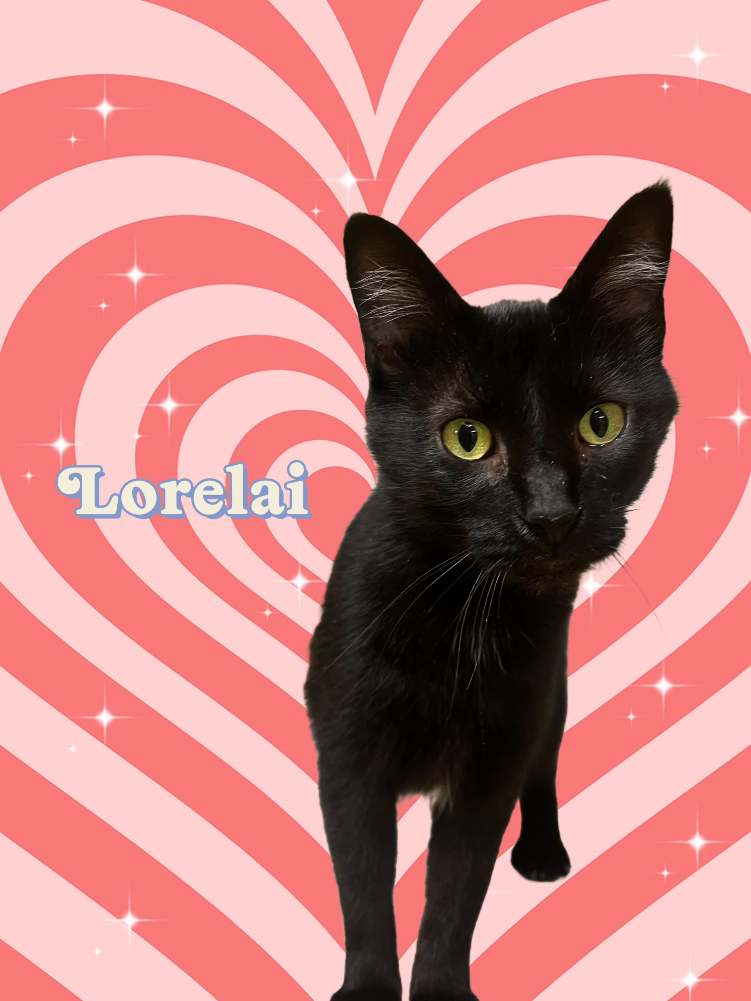 Lorelai, adopted, Young Female Domestic Short Hair.
