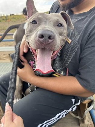 Athena, Adoptable, Adult Female Pit Bull Terrier & Mixed Breed.