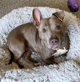 Enlarge Athena, a Adoptable mixed breed in Washington, DC image 2/3