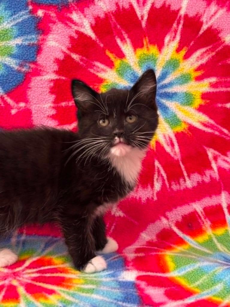 Enlarge Hopper, a Adoptable mixed breed in Warrenton, NC image 1/1
