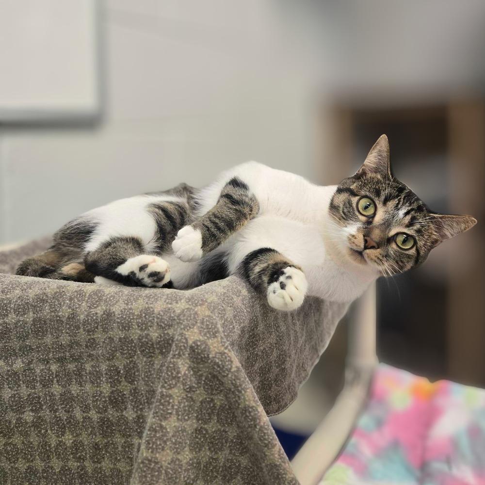 Louella, Adoptable, Adult Female Domestic Short Hair.