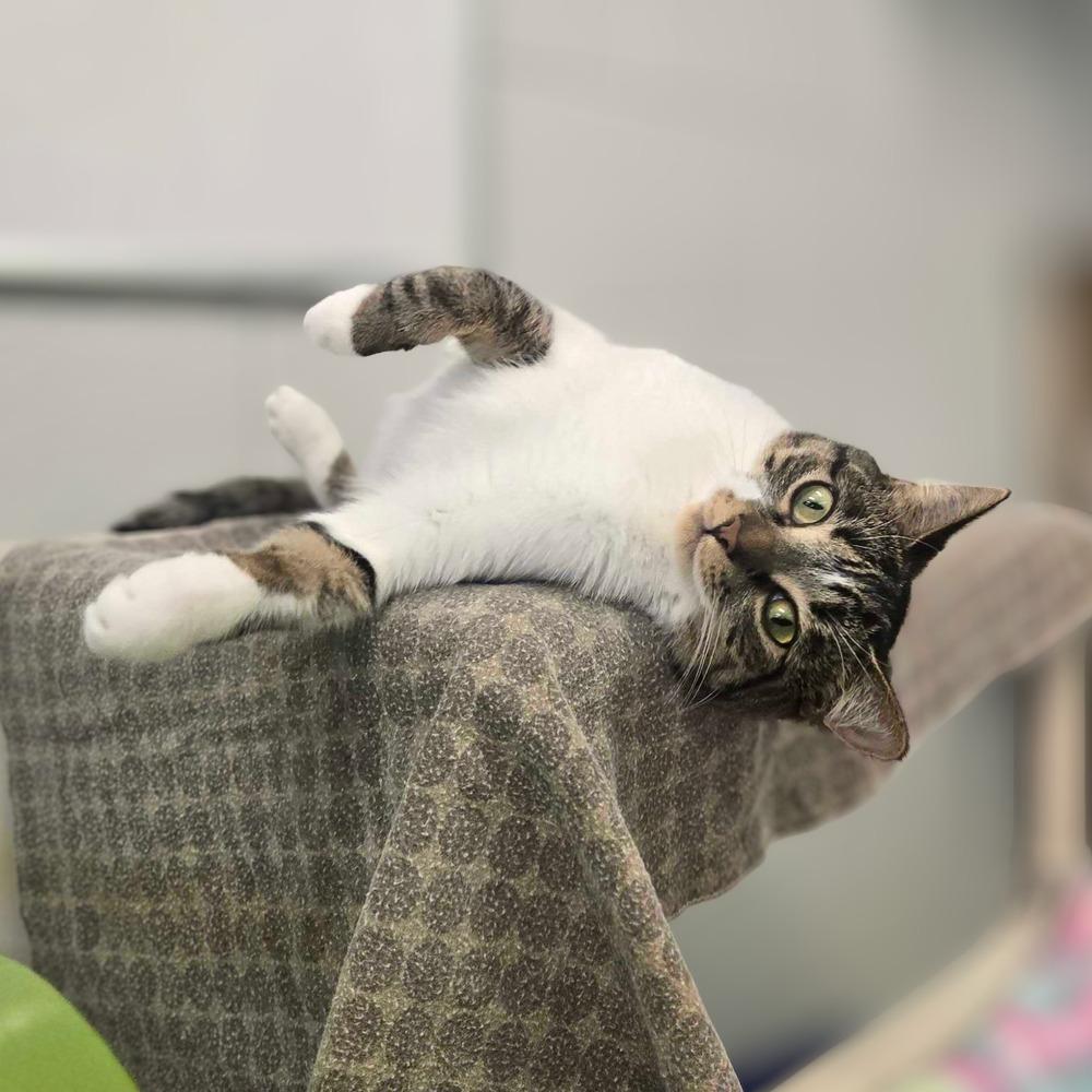 Enlarge Louella, a Adoptable mixed breed in Bowling Green, OH image 2/4
