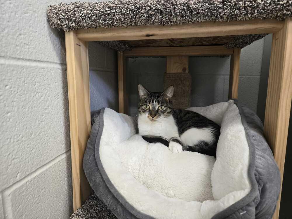 Enlarge Louella, a Adoptable mixed breed in Bowling Green, OH image 3/4