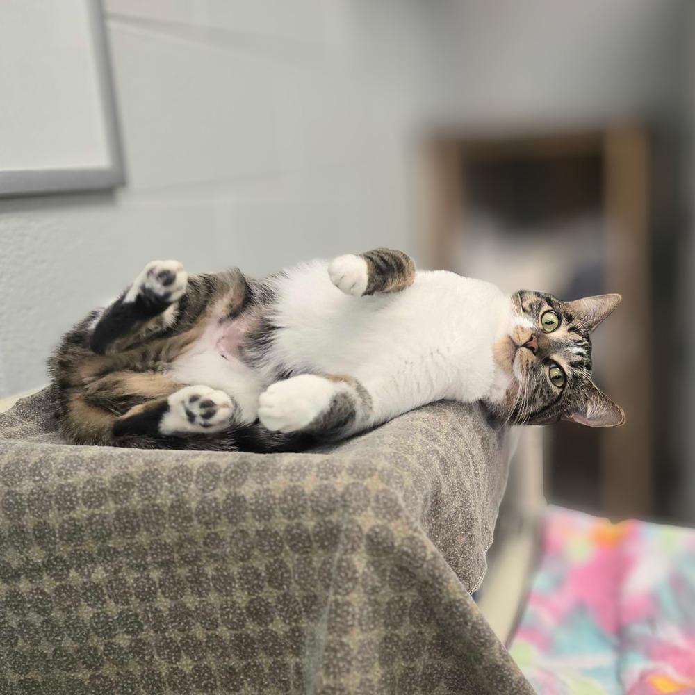 Enlarge Louella, a Adoptable mixed breed in Bowling Green, OH image 4/4