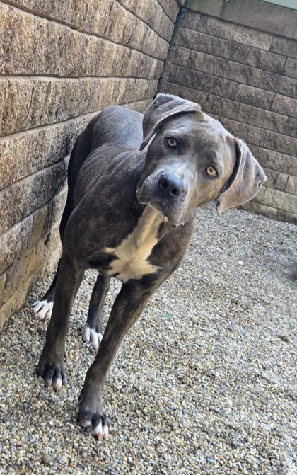 Storm, a Adoptable mixed breed in South Bend, IN image 1/3