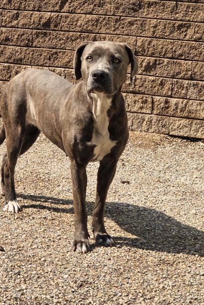 Storm, a Adoptable mixed breed in South Bend, IN image 2/3
