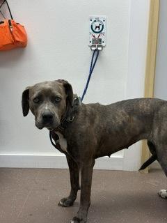 Storm, a Adoptable mixed breed in South Bend, IN image 3/3