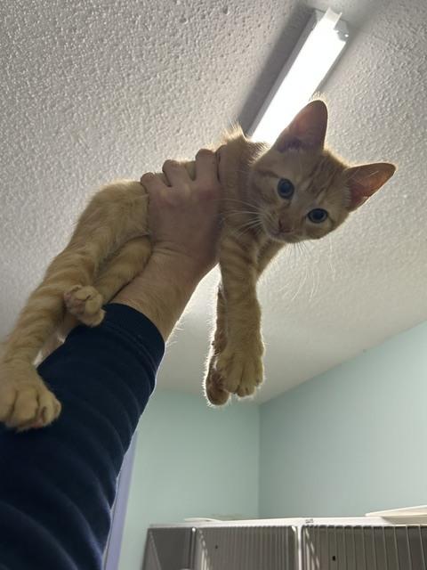 Yuengling, Adoptable, Kitten Male Domestic Short Hair.