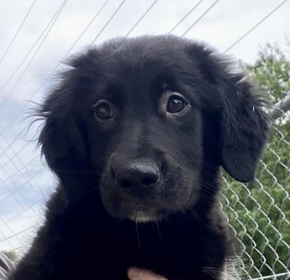 Enlarge Stella, an adopted Shepherd in Glasgow, KY image 1/2