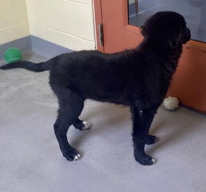 Enlarge Stella, an adopted Shepherd in Glasgow, KY image 2/2