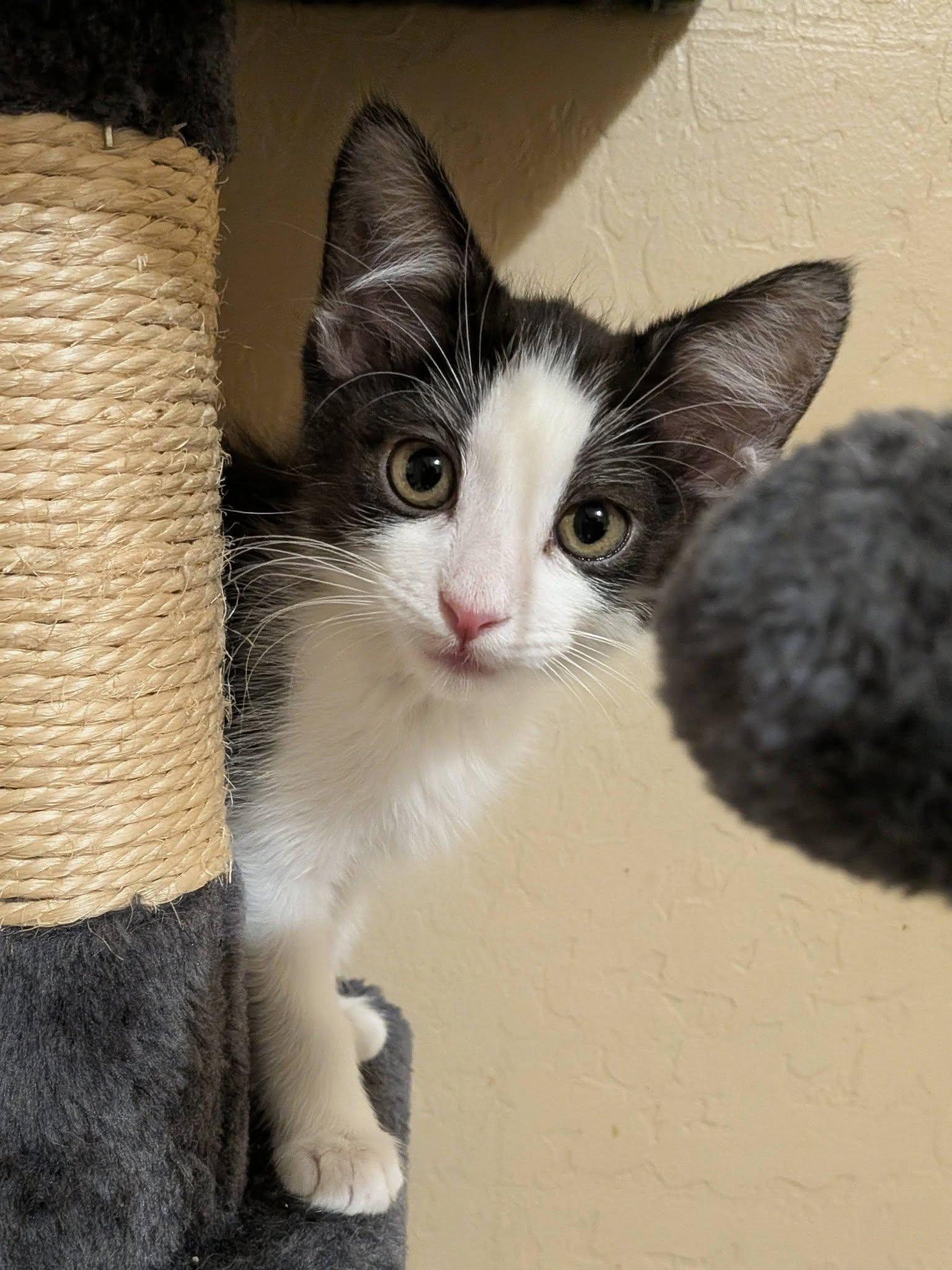Cayenne, an adopted Domestic Short Hair in Queen Creek, AZ image 3/4
