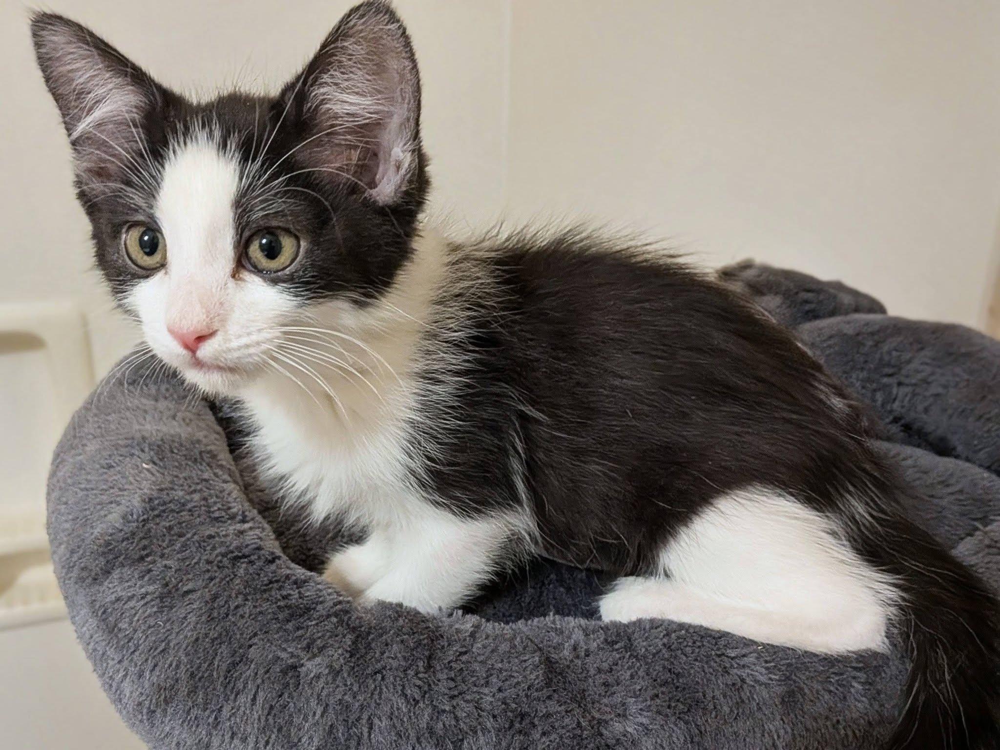 Cayenne, an adopted Domestic Short Hair in Queen Creek, AZ image 4/4