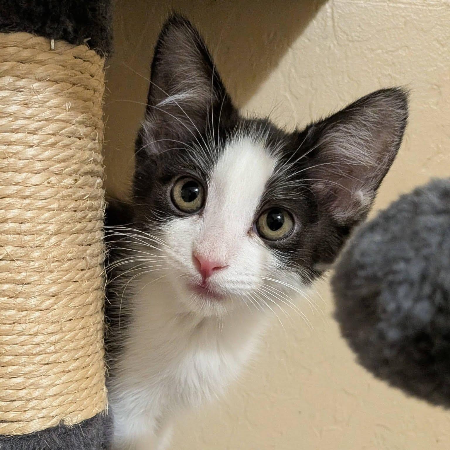 Cayenne, adopted, Kitten Female Domestic Short Hair.