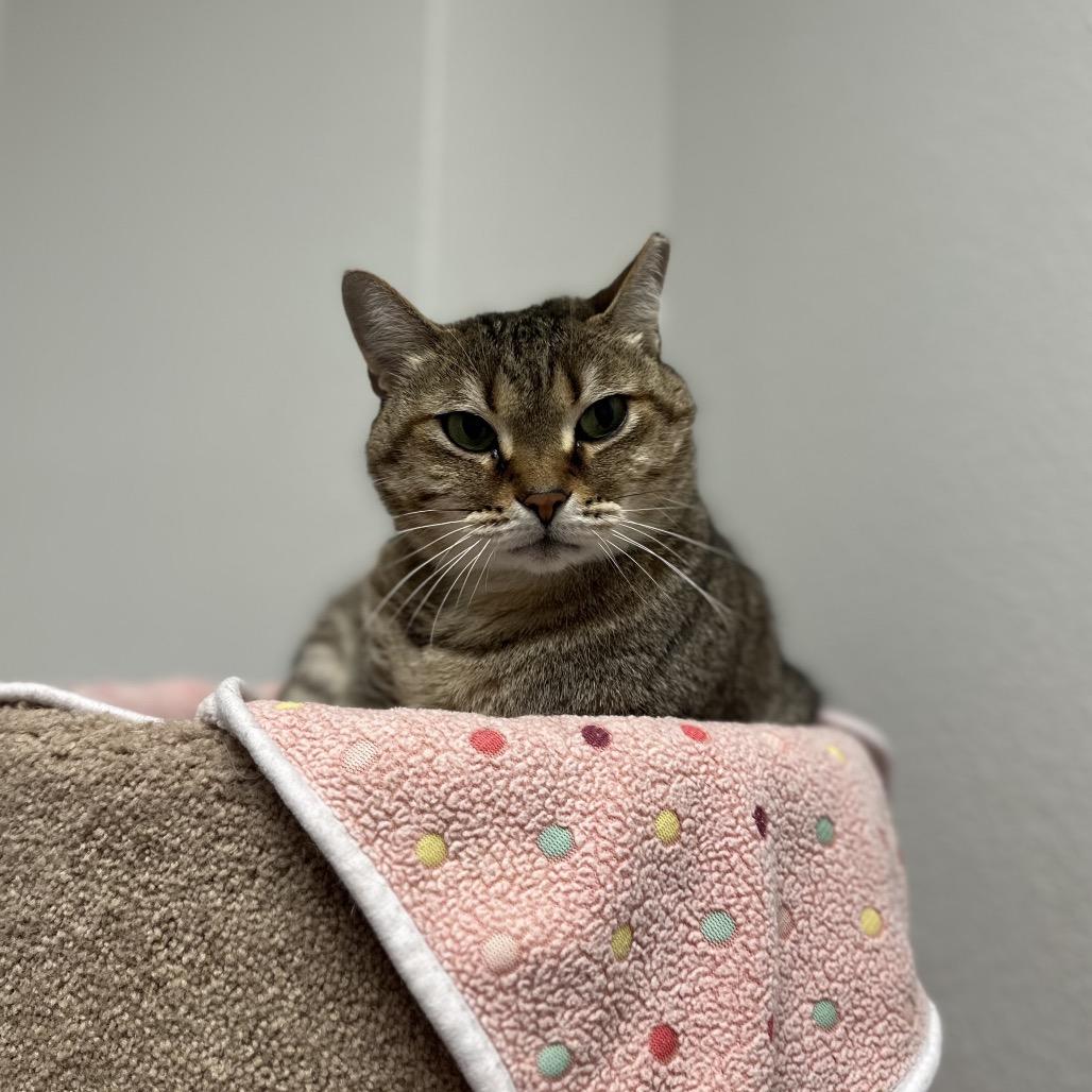 Enlarge May, a Adoptable Domestic Short Hair in Titusville, FL image 1/6