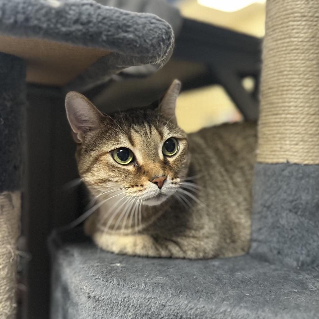 Enlarge May, a Adoptable Domestic Short Hair in Titusville, FL image 2/6