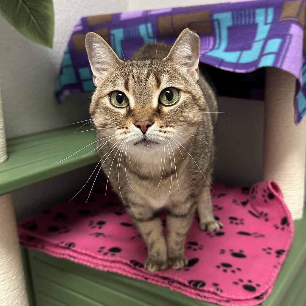 Enlarge May, a Adoptable Domestic Short Hair in Titusville, FL image 3/6