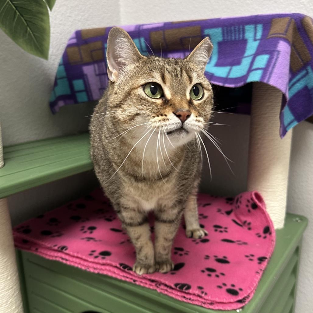 Enlarge May, a Adoptable Domestic Short Hair in Titusville, FL image 4/6