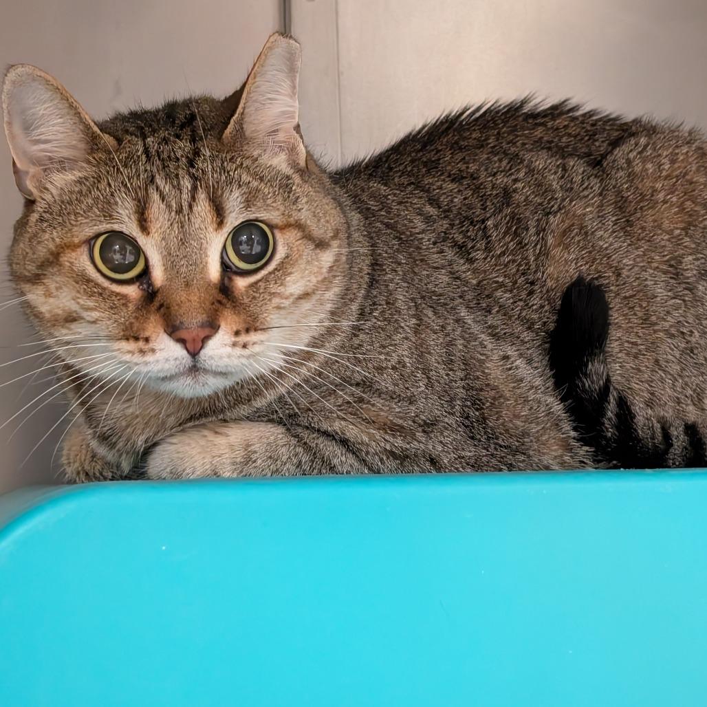 Enlarge May, a Adoptable Domestic Short Hair in Titusville, FL image 5/6