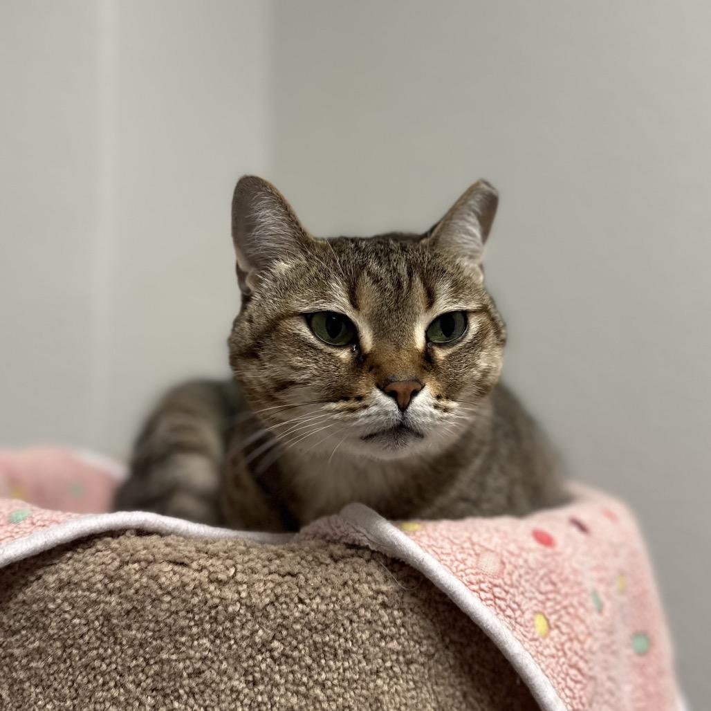 Enlarge May, a Adoptable Domestic Short Hair in Titusville, FL image 6/6