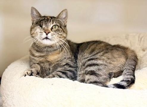 Enlarge Javadi, a Adoptable Domestic Short Hair in Covington, LA image 5/5