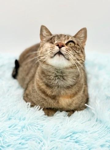 Enlarge Javadi, a Adoptable Domestic Short Hair in Covington, LA image 2/5