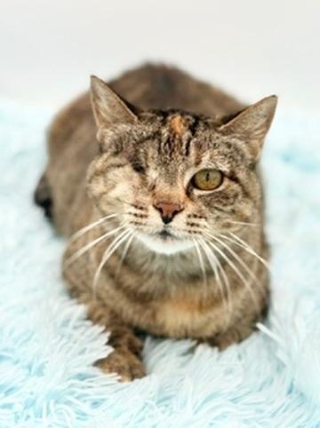 Enlarge Javadi, a Adoptable Domestic Short Hair in Covington, LA image 4/5